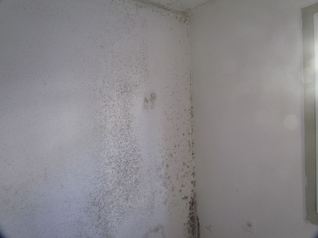 Small dark mold spots spreading on a white wall corner